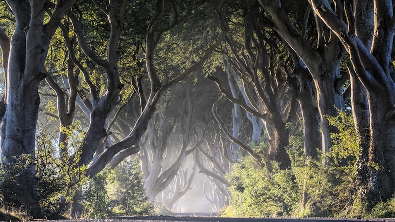 The Dark Hedges in Co Antrim, as seen in Game of Thrones
