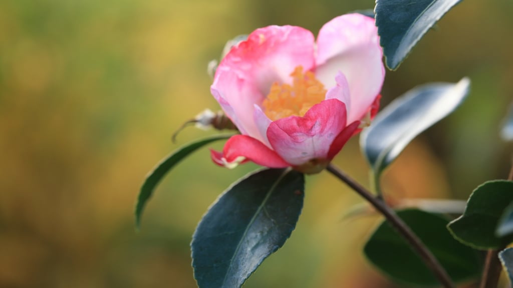 My latest fascination has been Camellia sasanqua cultivars. The flowers appear in autumn, the plants are much more elegant in habit than their spring-flowering counterparts, Camellia japonica, and have sweet scented flowers.