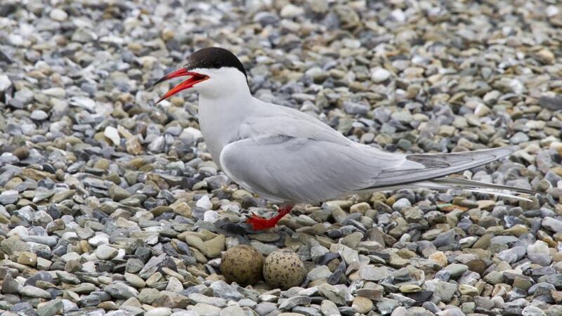 Catering for the needs of a growing urban population alongside a large natural bay with protected species including brent geese, the harbour porpoise and little terns (pictured) is no mean feat. Photograph: John Fox