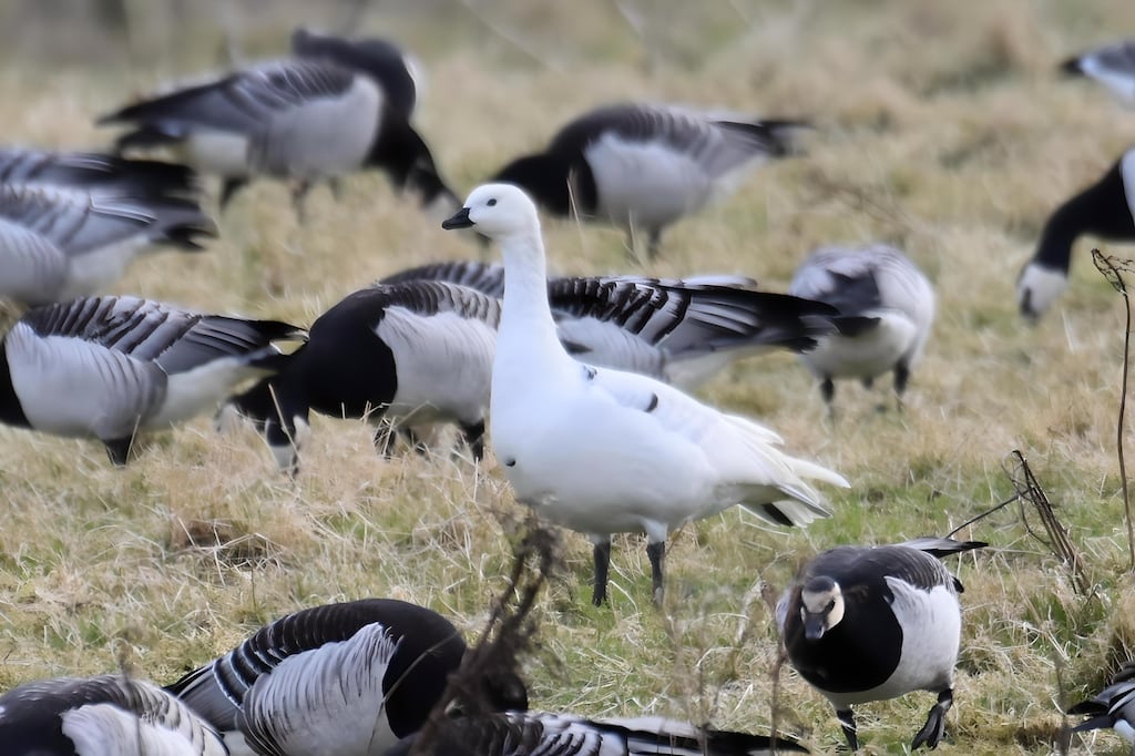 Barnacle goose in Co Sligo. Photograph: Vianney Tully