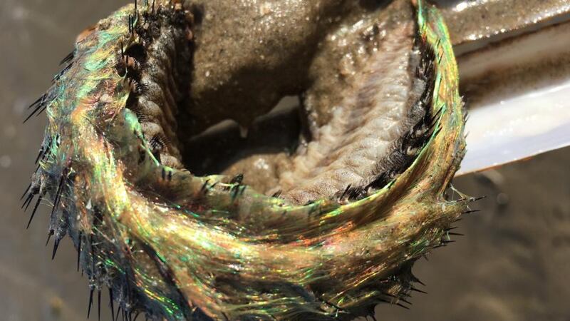 Eyes on nature: the sea mouse that Emily O’Byrne found on Portmarnock Strand, in north Co Dublin