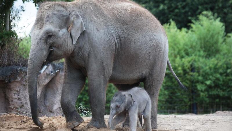 The healthy male calf was born to its mother, Anak, at 6.24am on Tuesday and weighed in at 70kg. Photograph: Leon Farrell/Photocall Ireland.