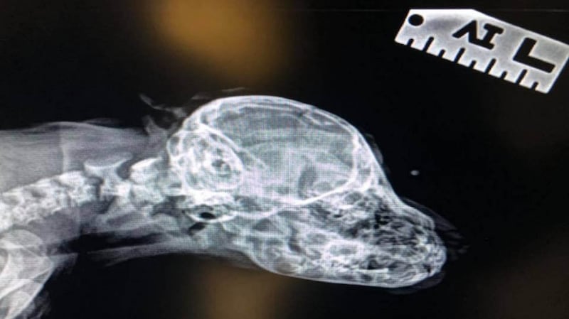 The X-ray of a rescue puppy with an apparent second tail growing out of his head. Photograph: PA Wire
