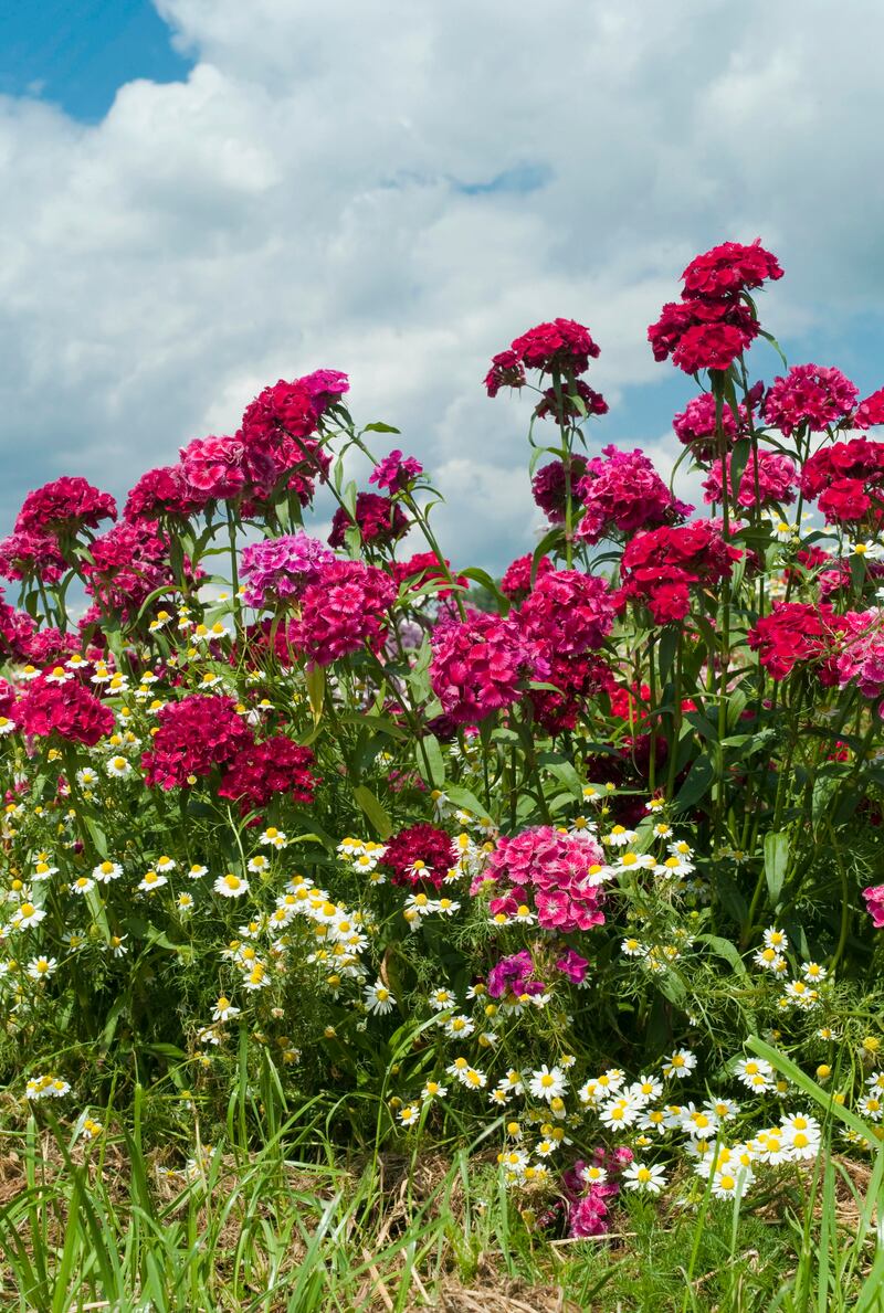 It's a good time at the moment to sow sweet William, pictured above with daisies below them. Photograph: Getty