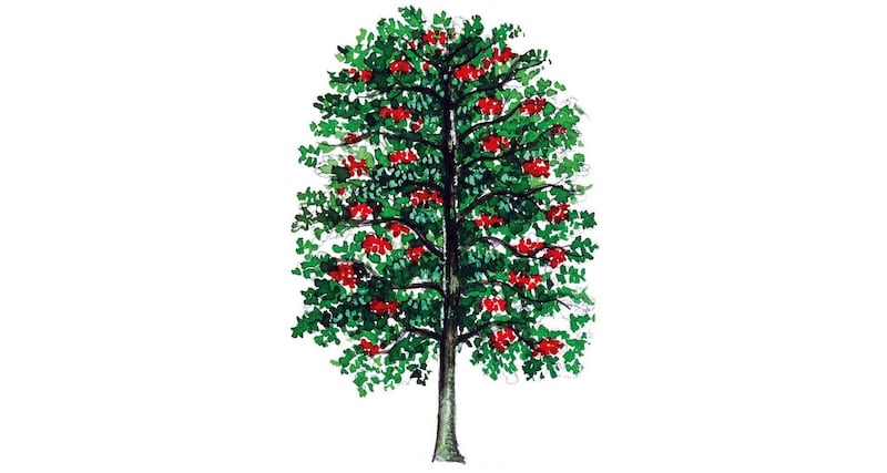 UNSPECIFIED - MARCH 03: Rowan or Mountain-ash (Sorbus aucuparia), Rosaceae, tree with and without foliage, leaves, flowers and fruits, illustration. (Photo by DeAgostini/Getty Images)