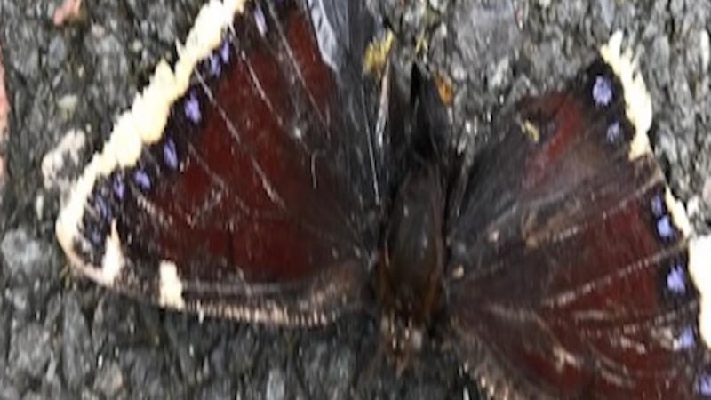 Camberwell butterfly