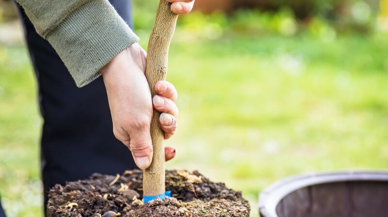 Container-grown trees should be checked to ensure they are not pot-bound. Photograph: iStock