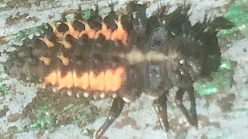 Larva of harlequin ladybird