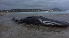 Buried sperm whale washes up on Donegal beach