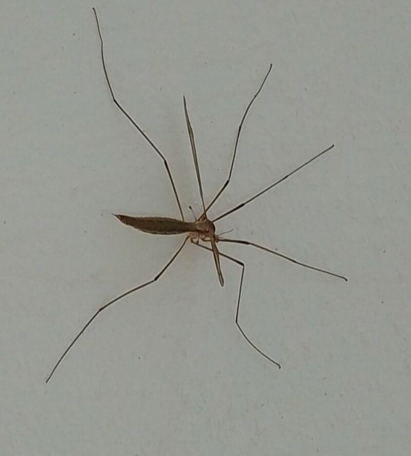 We know these in Ireland as the daddy-long-legs. Photograph: Norman Lowther