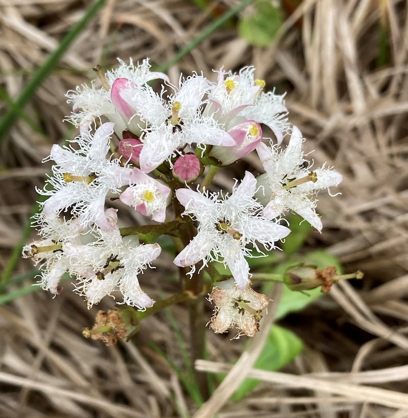 Bog bean wildflower