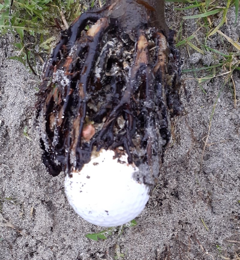 Kelp on a golf ball