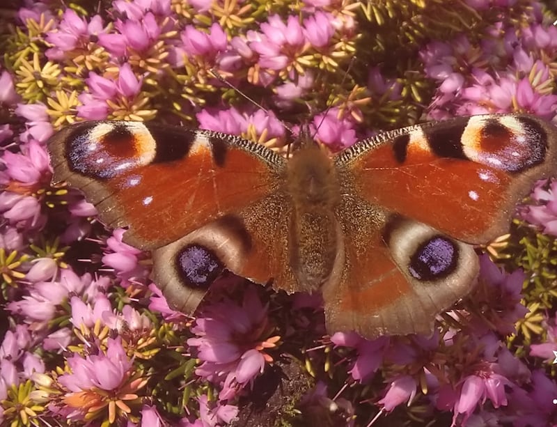 Exquisite peacock butterfly.