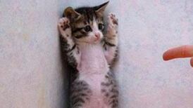 Twitter users post cat pictures amid Brussels  lockdown