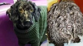 Abandoned poodle ‘blinded’ by overgrown, matted hair