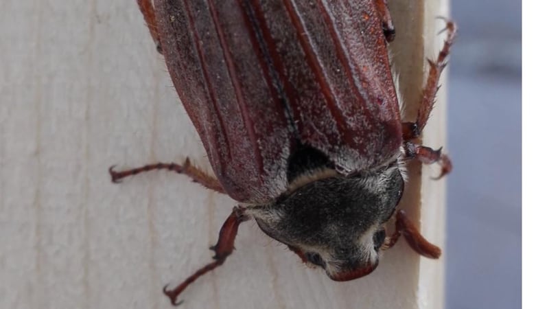 The Maybug, a cockchafer beetle.
