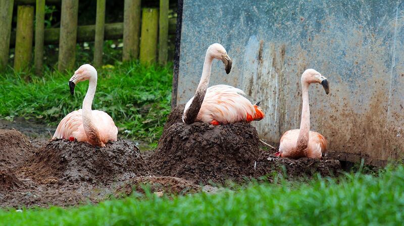Zookeepers built artificial nests consisting of mounds of mud measuring 30 to 60 centimetres in height and installed dummy eggs produced by a local wood turner.