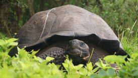 New species of giant tortoise discovered in Galapagos islands