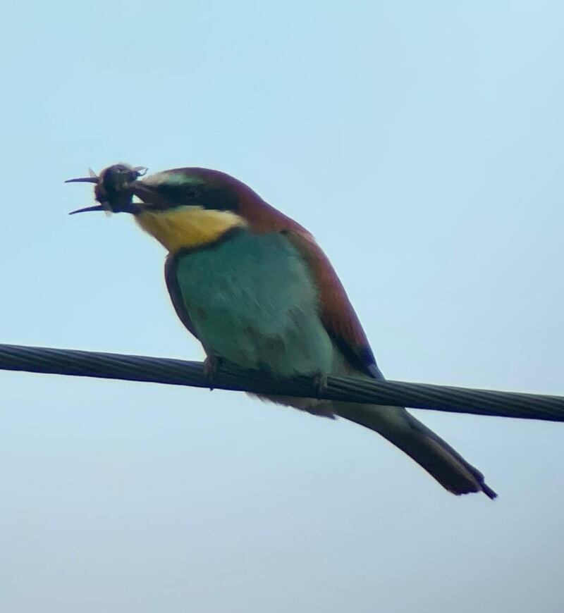 Bee-eater, supplied by Derek Brennan