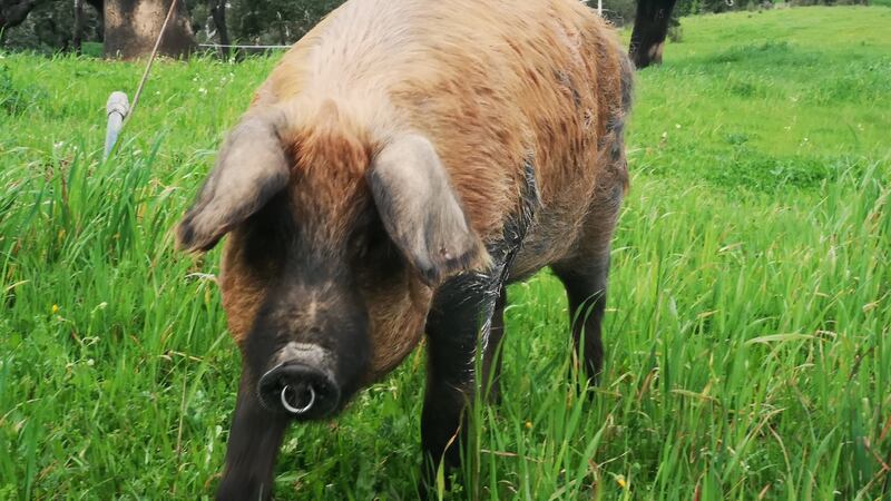 Alentejo is famous for its black pigs, and one of its speciality is grilled Porco Preto (Black Iberian pig). Photograph: Leonie Corcoran