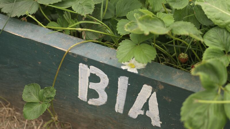 Strawberry plants are a a favourite target of vine weevils. Photograph: Richard Johnston