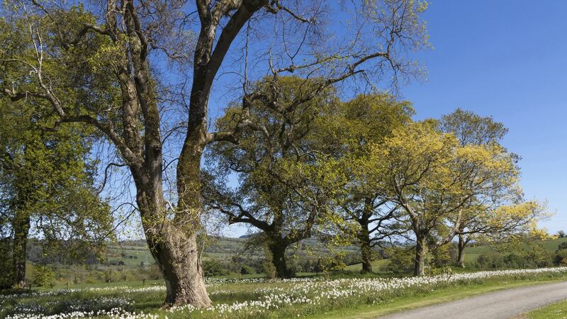 Ash trees are renowned for their strong wood used to make hurley sticks. Photograph: Getty Images