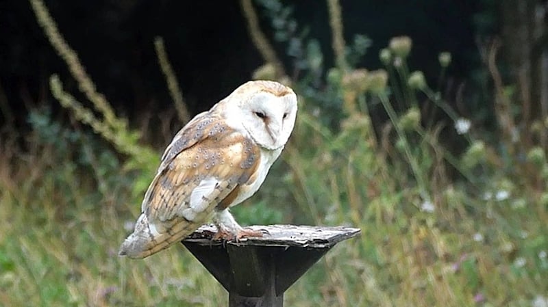 Barn owl