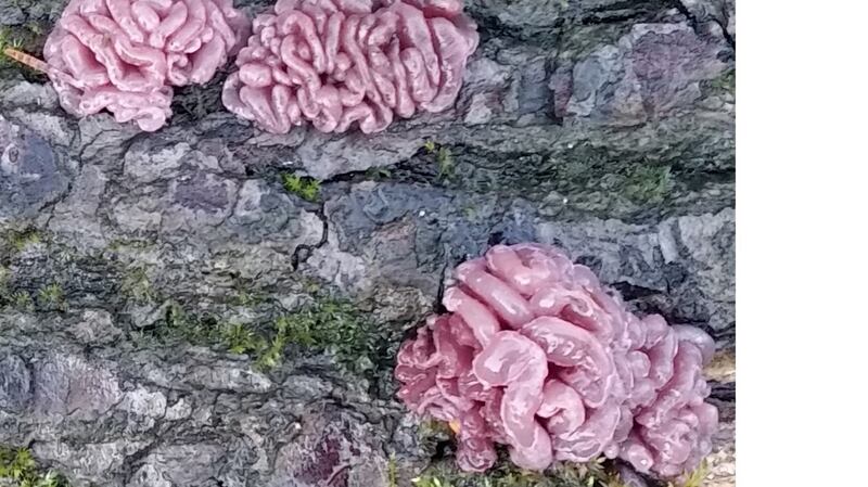 A brain-like lichen or fungus