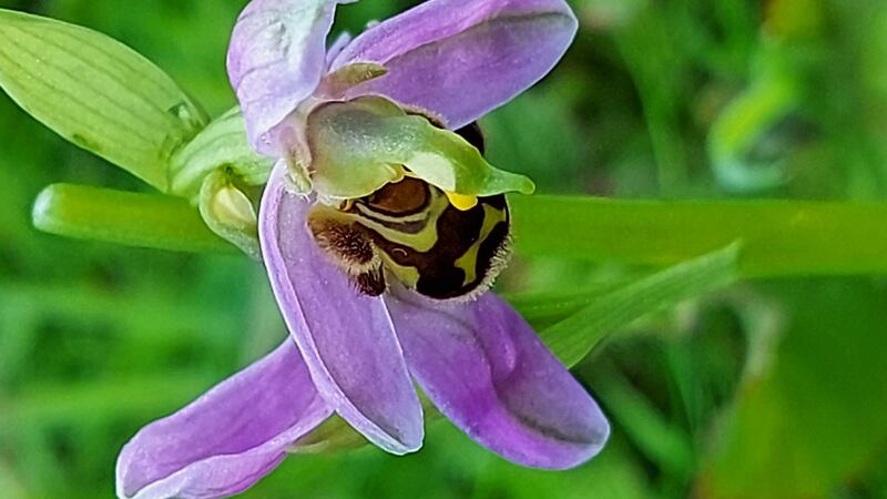 Bee orchid