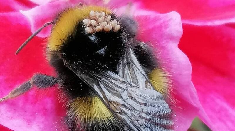 Bumblebee with mites on board