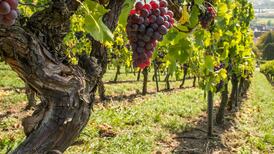 Sample the fruits of Romania with a light Pinot Noir