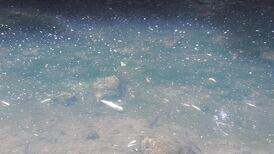 Investigation after 500 dead fish are found in Co Kildare river