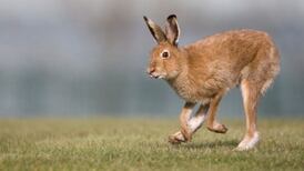 Gardaí to train park rangers in effort to tackle wildlife crime