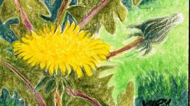 Another Life: Highways and byways edeged with dandelion gold