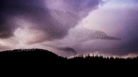 ‘It was my first time seeing it’: how photographer captured this murmuration of starlings