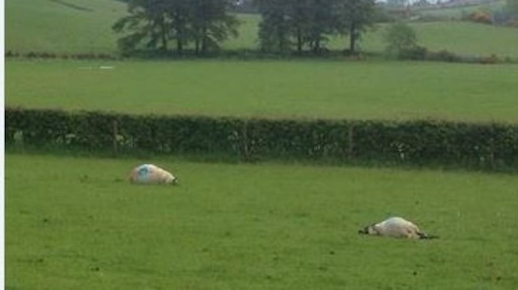 Sheep were the victims of severe weather in Co Donegal. Photograph: Stephen Maguire