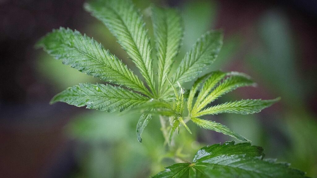 Coca-Cola says it is eyeing the growing market for health drinks infused with cannabidiol but has made no decisions. Photograph: Josh Edelson/AFP/Getty Images