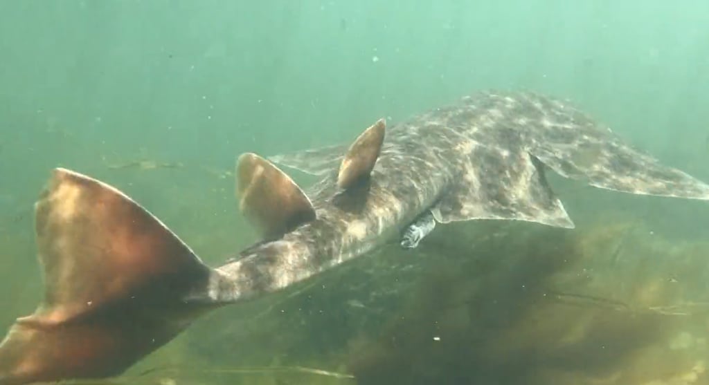 The angel shark was spotted in a shallow area in Galway Bay. Photograph: Colin O'Loan