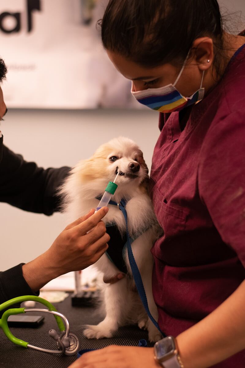 Fancy, a four-year-old Pomeranian in a study run by Loyal. Photograph: Loyal via the New York Times