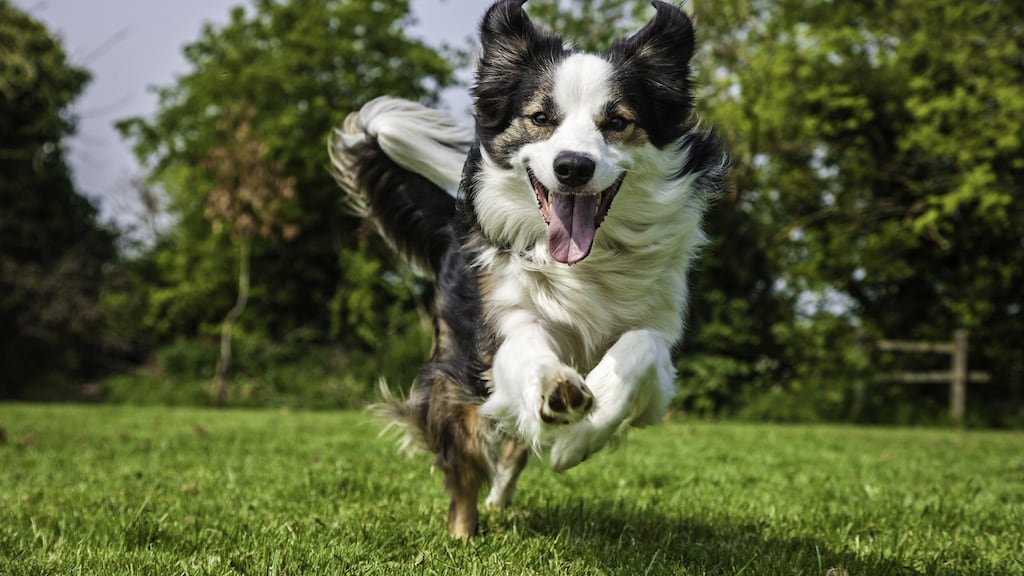 ‘Every time we drove past, the collie would emerge from cover to launch an ambush at the tyres, trying to bite them as they sped by.’ File photograph: Getty Images