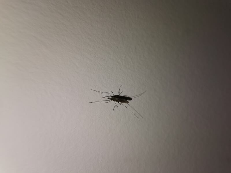 Mosquito. Photograph: Mary Whelan