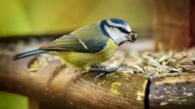 Backyard biodiversity: The garden guide to nature