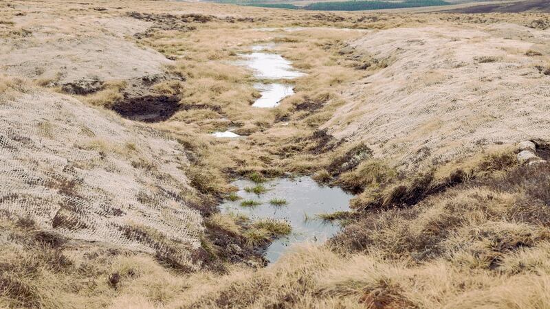 A peat restoration site in Glenfeshie, Scotland. Photograph: Catherine Hyland/The New York Times