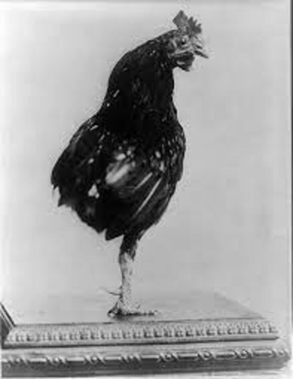 Fierce, US president Theodore Roosevelt’s one-legged rooster. Photograph: Library of Congress