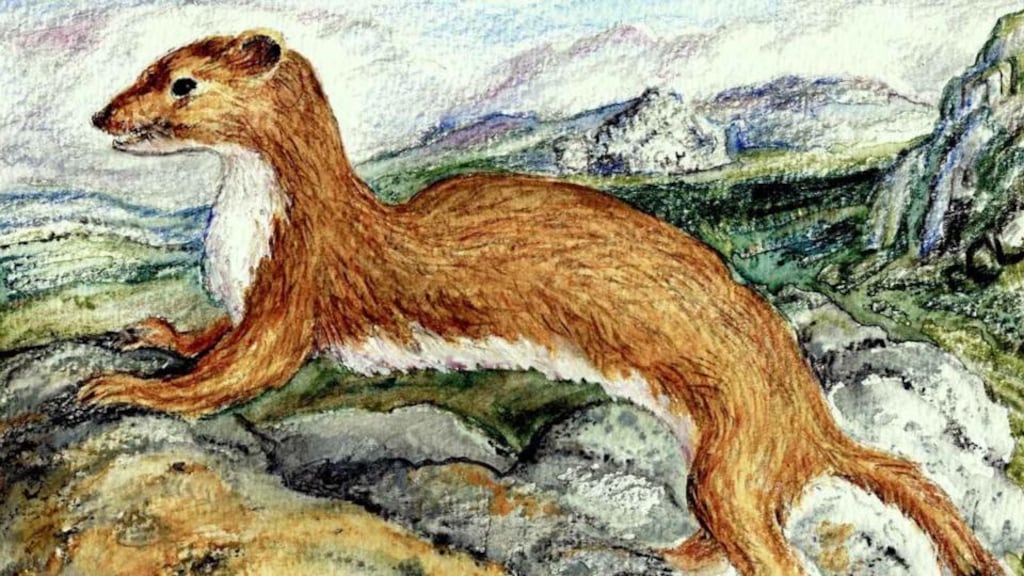Irish stoat: the animal is a distinct subspecies. Illustration: Michael Viney