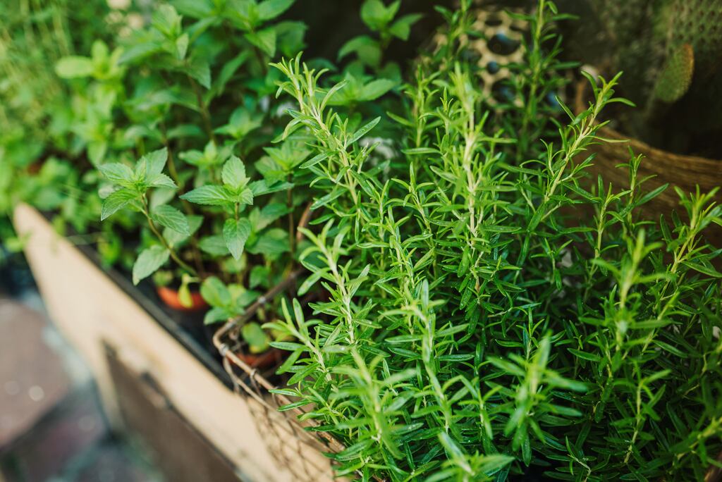 Rosemary: According to ancient folklore, planting this shrubby, scented evergreen species next to your front door helps to ward away evil. Photograph: Vasil Dimitrov/Getty