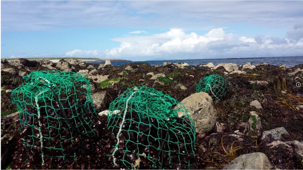 SW-Grow EU & NPA funded project. Sustainable harvesting off the coast of Aran Islands by bláth na mara.