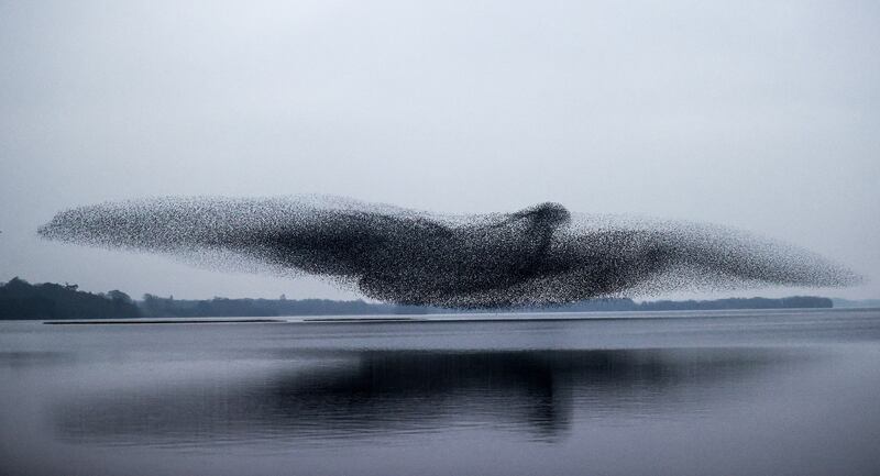 The bird-shaped murmuration of starlings over Lough Ennell photographed by James Crombie of the Inpho agency
