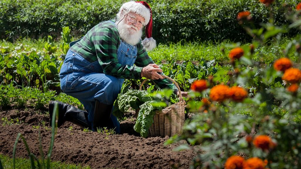 At Christmas, vegans are forced temporarily to reintegrate into mainstream society, which can be incredibly stressful for both them and the omnivores who host them. Photograph: Getty Images