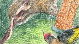 The rat that chewed in from the cold, right through the wall